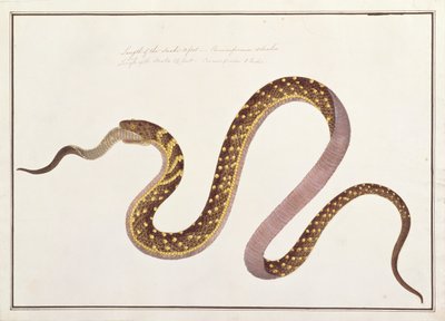 Große Schlange, die eine andere frisst, aus Zeichnungen von Tieren, Insekten und Reptilien aus Malakka, ca. 1805-18 von Chinese School